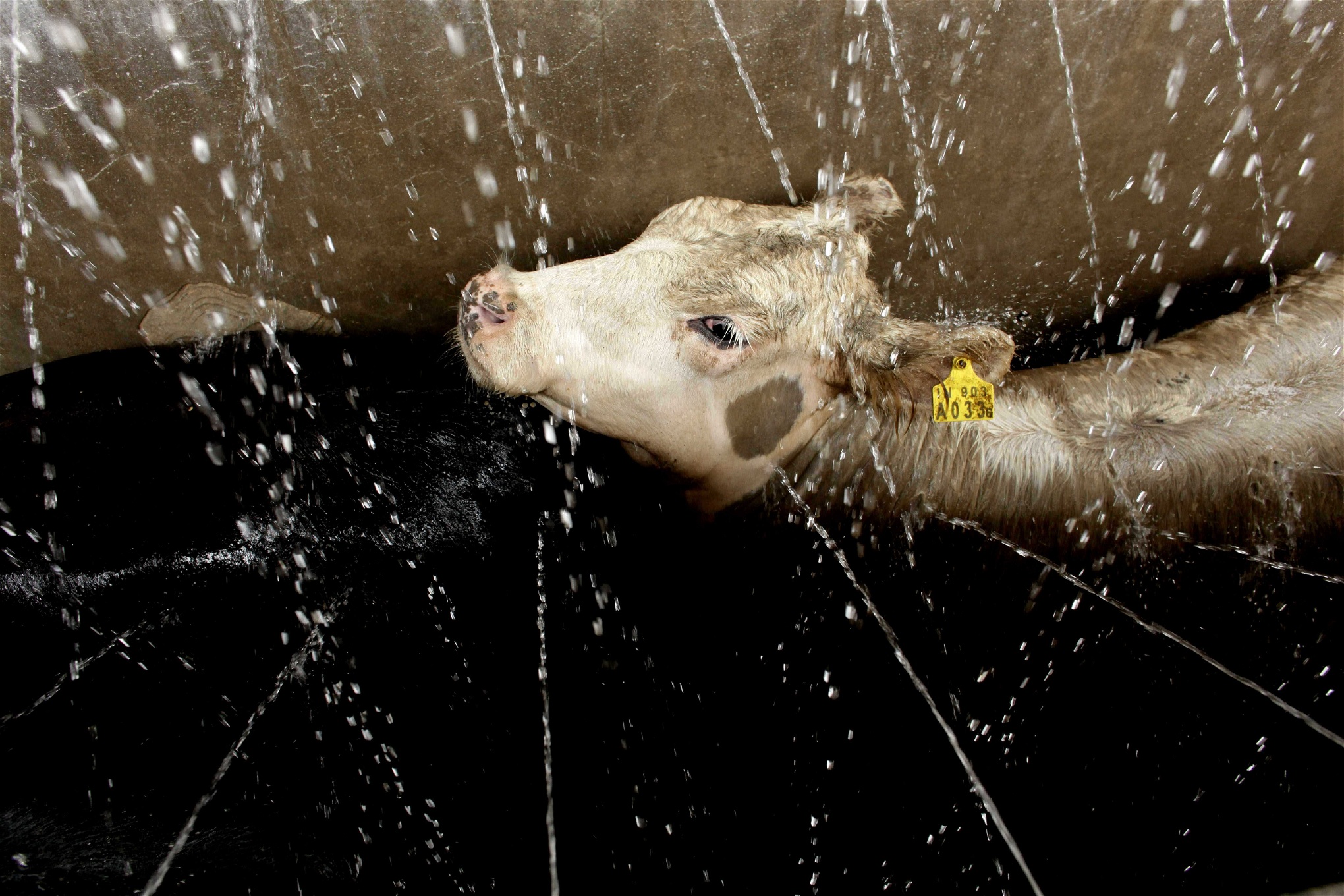 En ko spolas med vatten innan hon ska slaktas i Buenos Aires i Argentina, världens tredje största sojaproducent.
