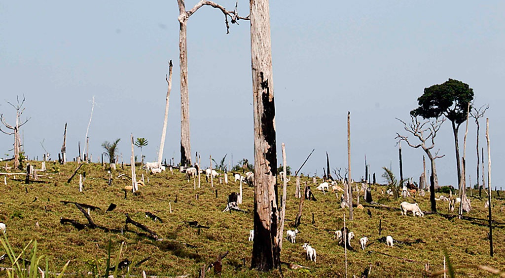 En del av regnskogen i Brasilien skövlas även för att bli betesmark till djur som föds upp för att bli människoföda. 