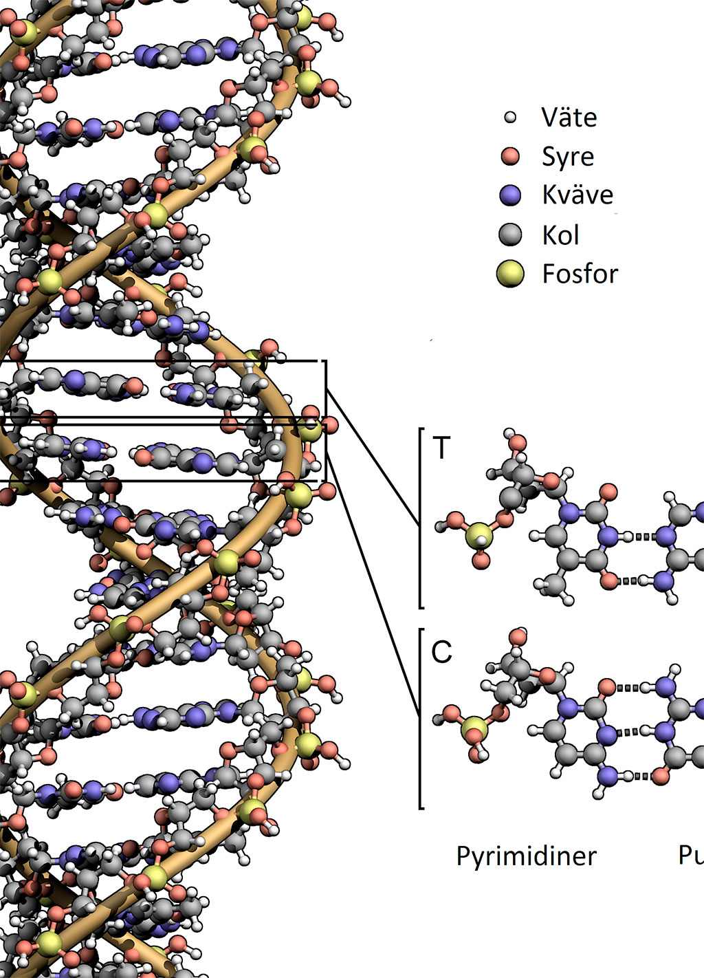 Hade Aleksandr Bogdanov och Platonov levt i dag skulle de förmodligen ha älskat att det snart kan gå att lagra världens digitala information i nio liter DNA. På bilden en grafisk återgivning av en DNA-spiral.