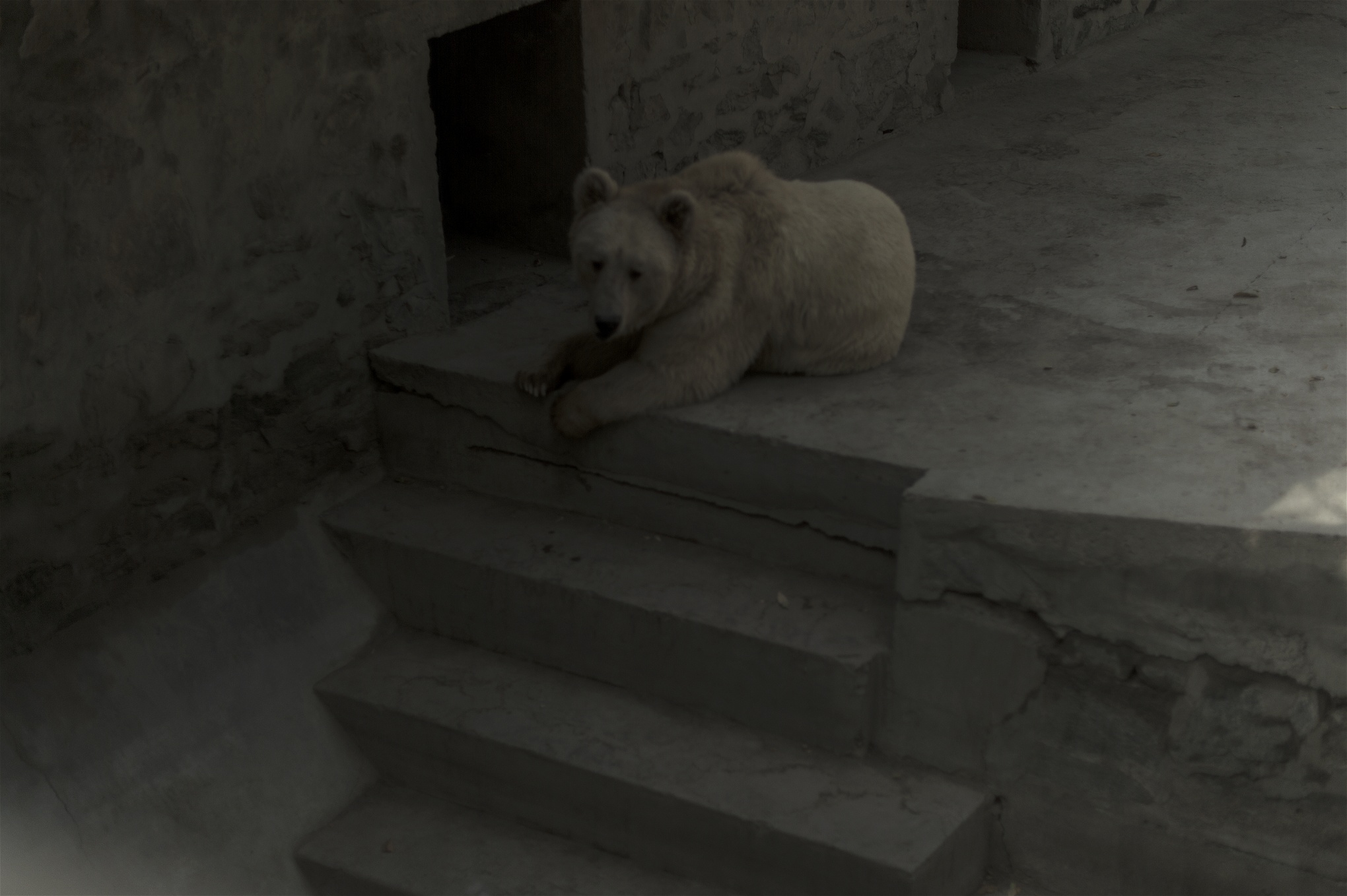 Det sägs att spökbjörnen – en vit variant av den amerikanska svartbjörnen – utvecklade sin vita päls under istiden och att arvsanlagen därefter levt vidare. På Kabul Zoo smälter den vita björnen in väl i sin kala betonginhägnad.