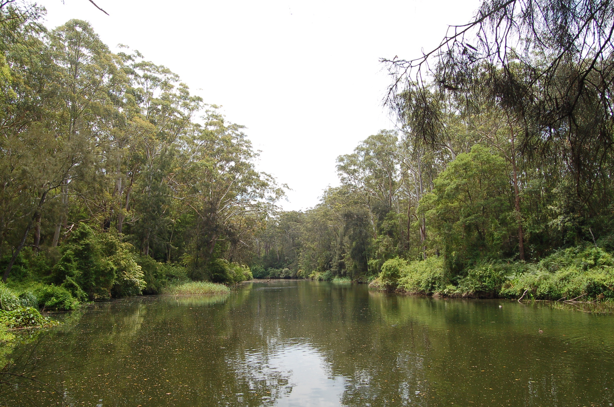 Det berättas att Charles W Wallis förevisade en simteknik för Frederick Beckwith i London 1855, som han skulle ha lärt sig efter att ha observerat aboriginer som simmade i Lane Cove River (bilden) väster om hamnen i Sydney.