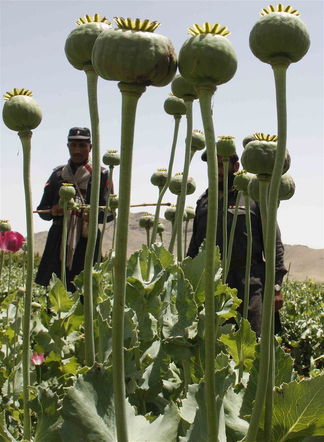 Pakistansk paramilitär använder käppar för att utrota ett opium­vallmofält i Baluchistan-provinsen nära den afghanska gränsen. 