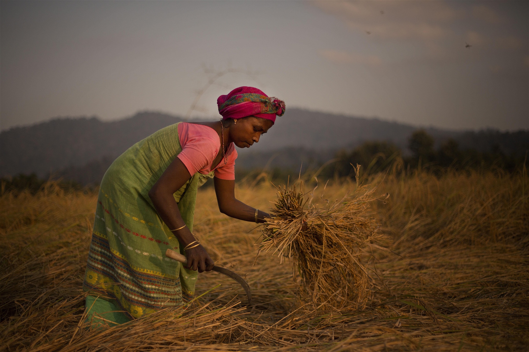 En indisk kvinna skördar ris på ett fält utan­för Guwahati i delstaten Assam i Indien. 