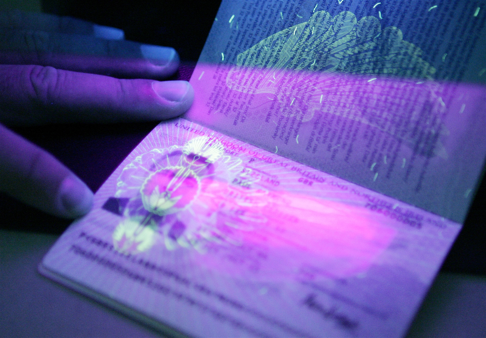 Ett brittiskt EU-pass i ultraviolett ljus.