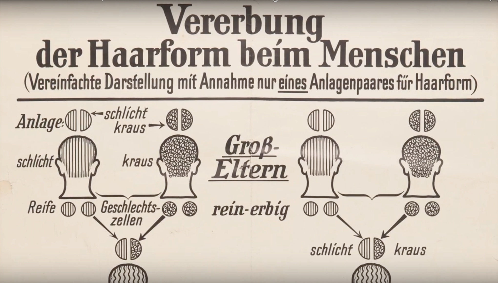 Rasbiologi av det på ytan oskyldigare slaget. Bild från ”Berlin 1937 – Im Schatten von morgen”.