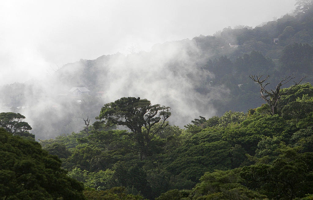 Skogsområde nära Monteverde, Costa Rica. I landet ökade atypiskt nog den yta som täcks av skogar från 47 till 54 procent mellan år 2000 och 2015.