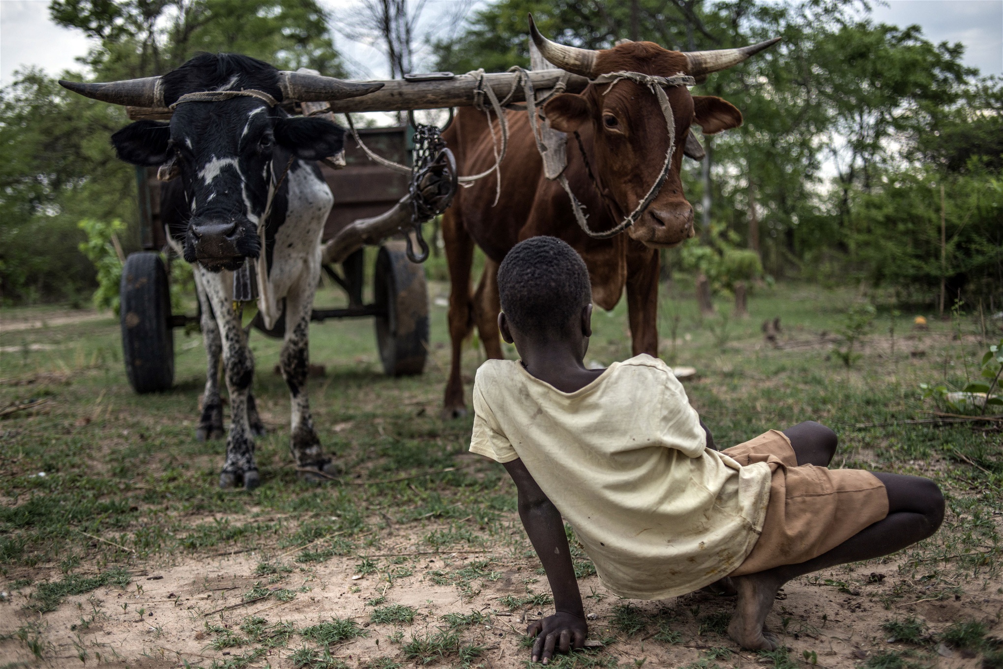 Elvaåriga Edmo Sibanda håller ett öga på boskapen. Liksom för många barn på landsbygden i Zimbabwe har båda föräldrarna flyttat till Sydafrika för att söka arbete.