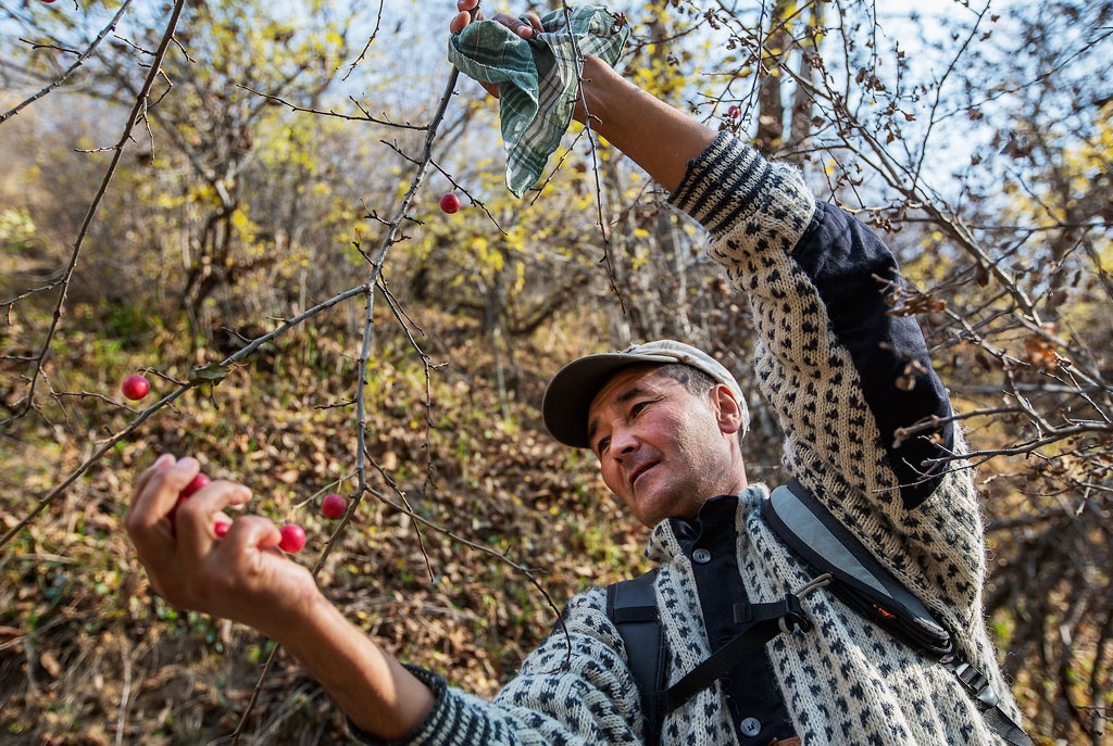 Lachin Sadiev har levt hela sitt liv i närheten av skogen och som så många andra är han beroende av inkomster från nötskörden.