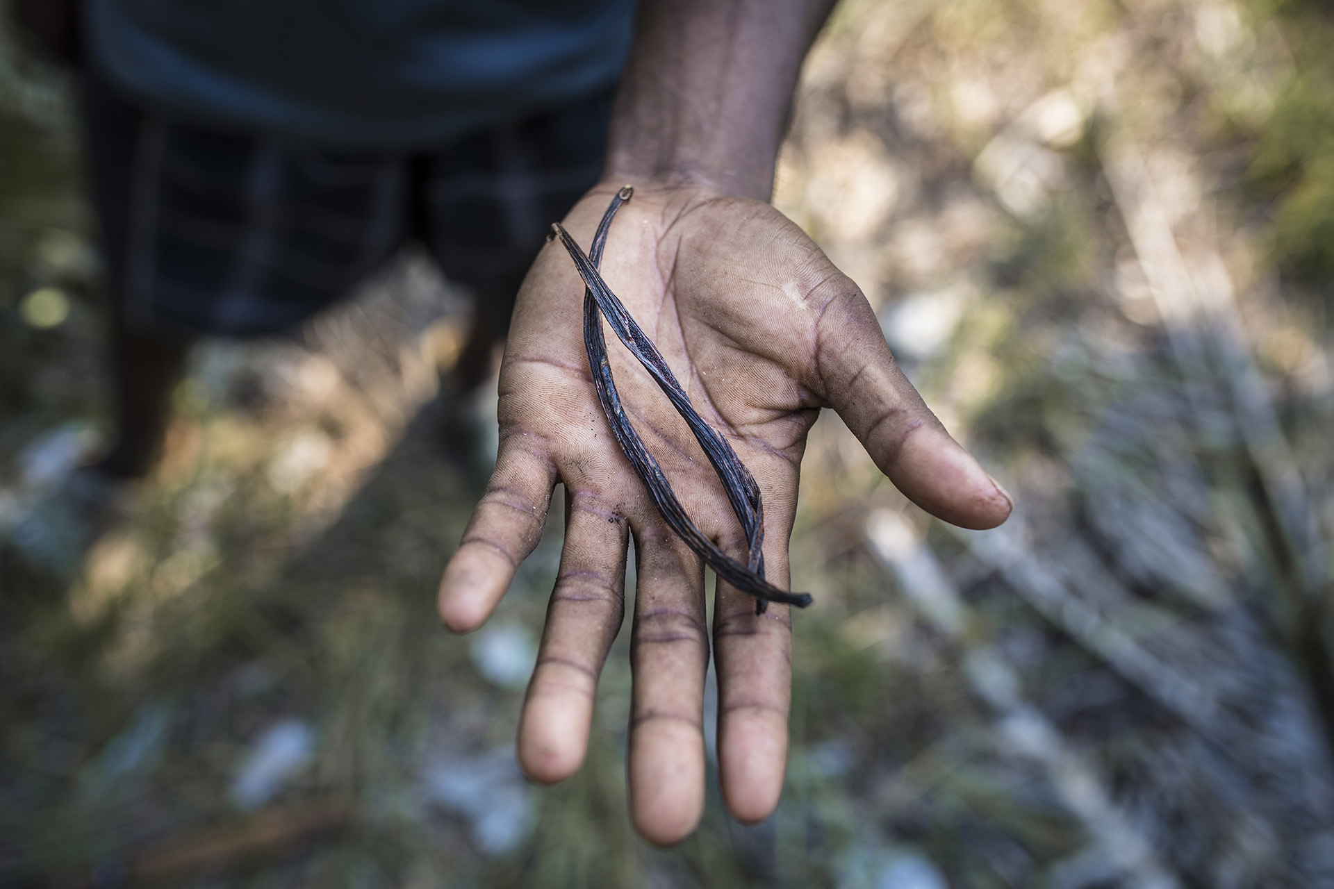 80 procent av den vanilj som säljs på världsmarknaden kommer från Madagaskar.