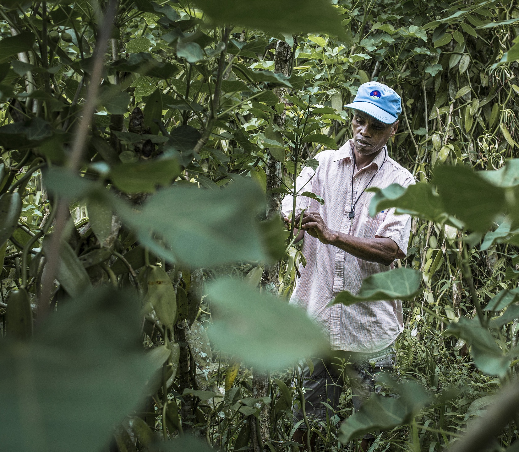 I vaniljbyn Ambodivohitra Kobaina tog bönderna sig ur den värsta fattigdomen när de fick kontrakt med ett utländskt fair trade-företag 2012. De har bildat en förening som har en lånefond för sina 1 500 medlemmar. En av dem är 45-årige vaniljbonden Rajao Jean Edwigien.