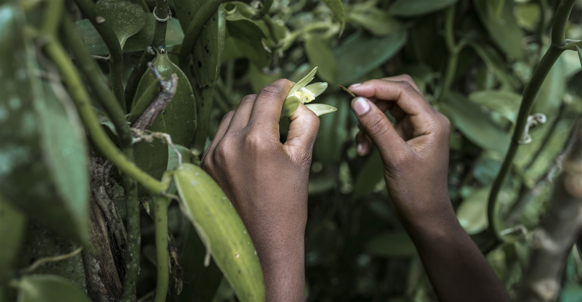 Allt arbete på vaniljodlingarna sker för hand. Enligt en rapport från internationella arbetsorganisationen,
ILO, från 2013 är en tredjedel av arbetarna i vaniljodlingarna barn.