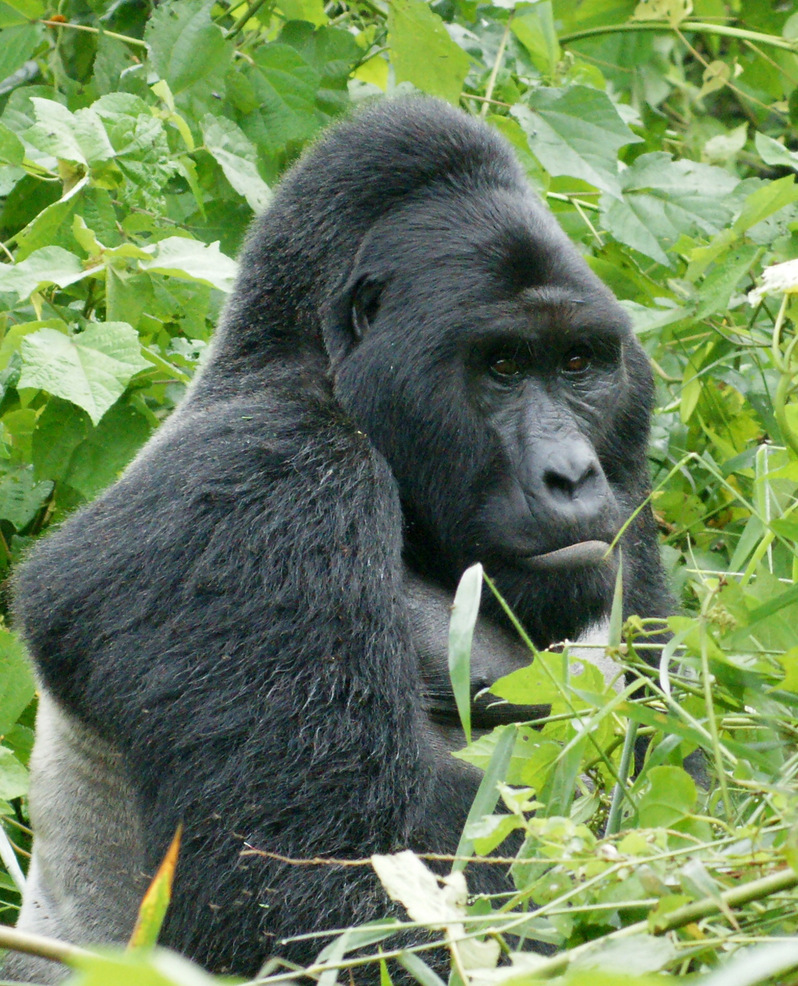 Gorillahane. Många av de antaganden som gjorts om en biologisk grund för kvinnors och mäns skilda attityder till sex bygger på feltolkade djurstudier, menar Cordelia Fine.