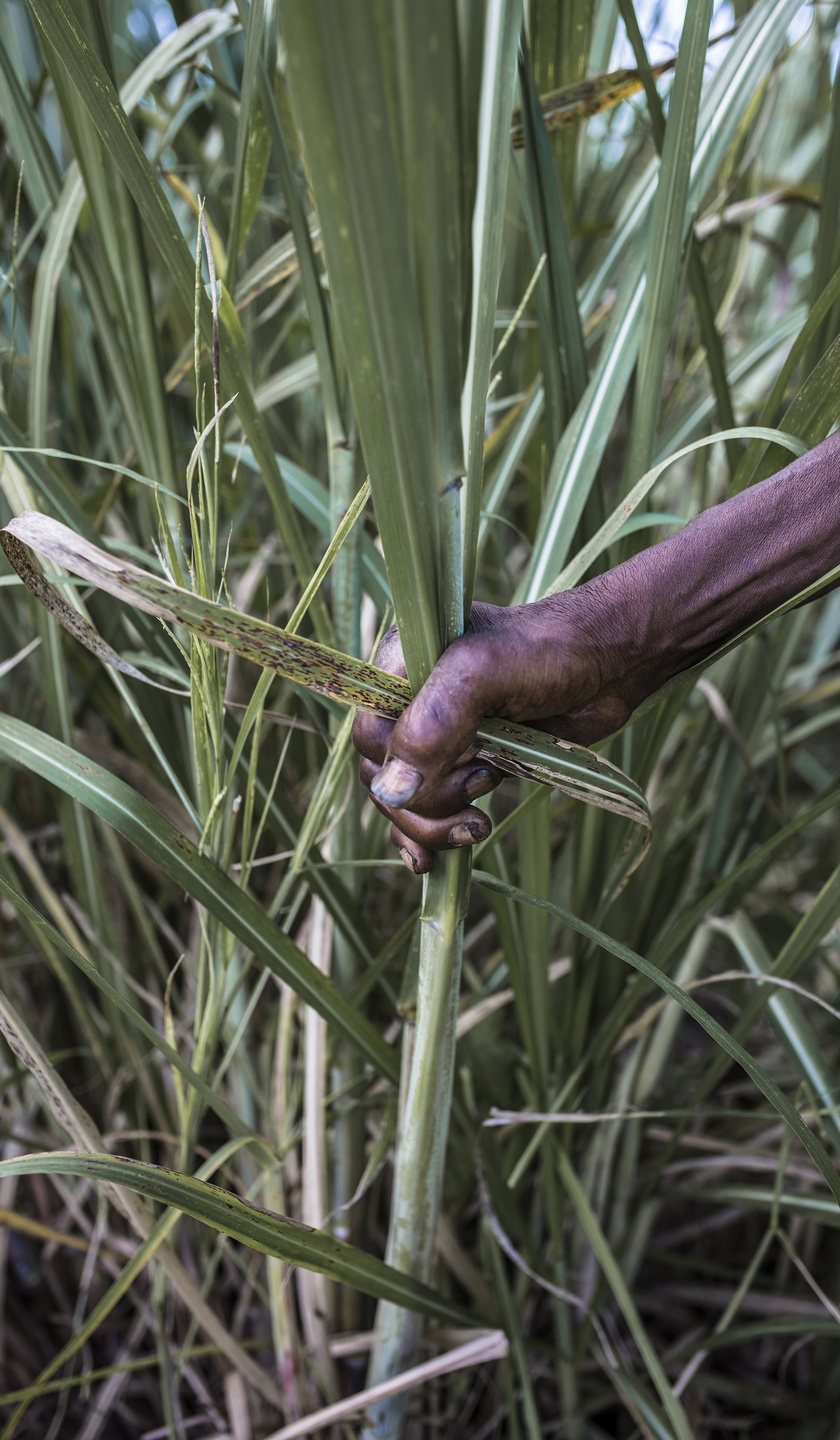 Tiotusentals människor med haitiskt påbrå arbetar under usla villkor
på sockerrörsplantagerna i Dominikanska republiken. Många
är papperslösa och lever i rädsla för att bli deporterade till Haiti.