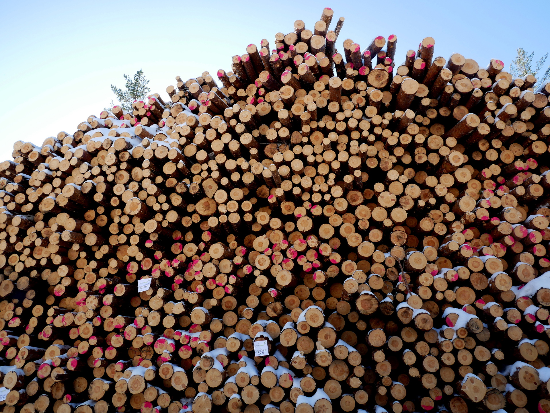 Arbete pågår med att avverka skogen och ta hand om det brandskadade virket. Också den döda skogen måste avverkas.