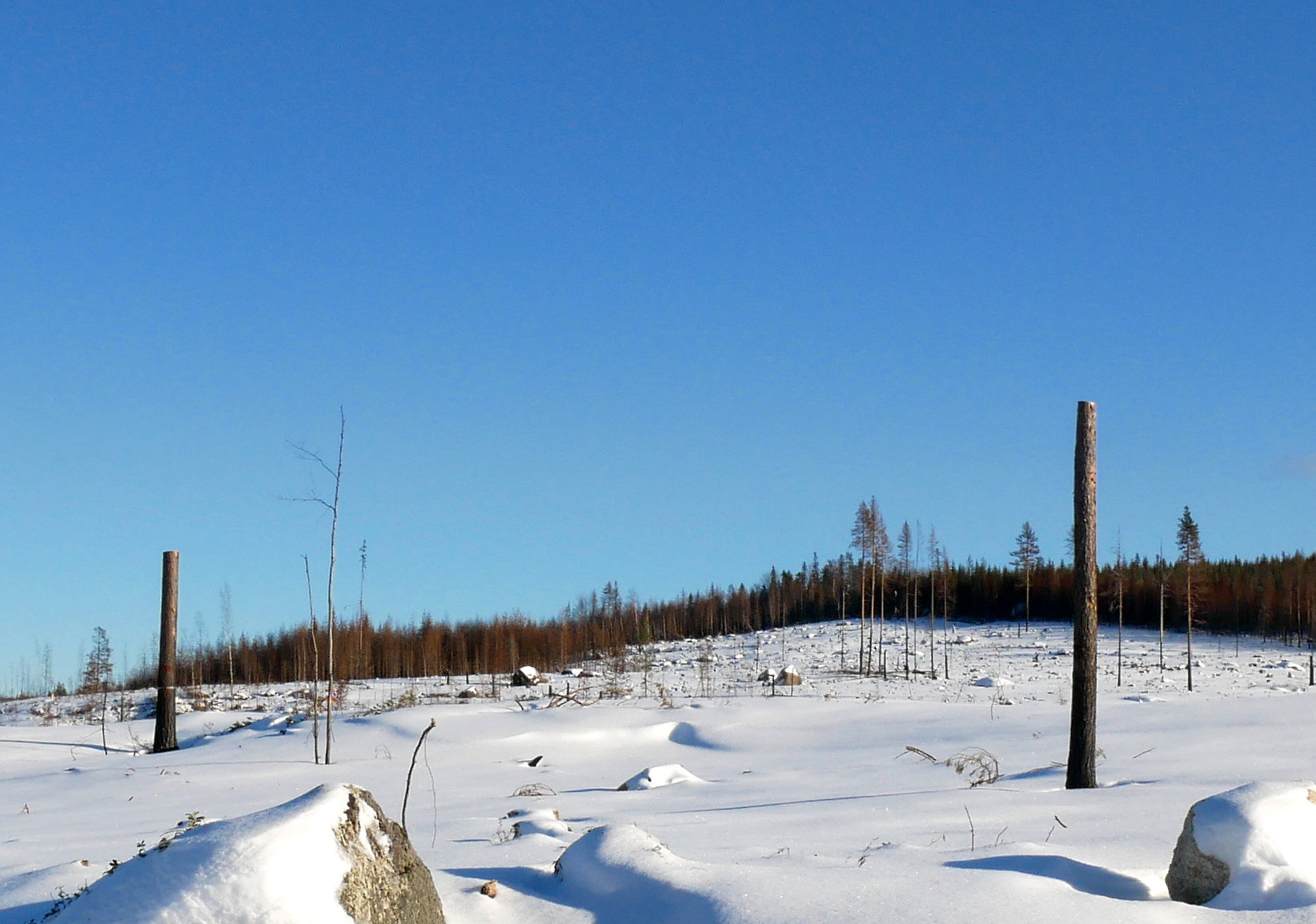 Många träd är sönderbrända intill rötterna, och hela skogen utanför Kårböle är inte en säker plats att vistas i ännu.