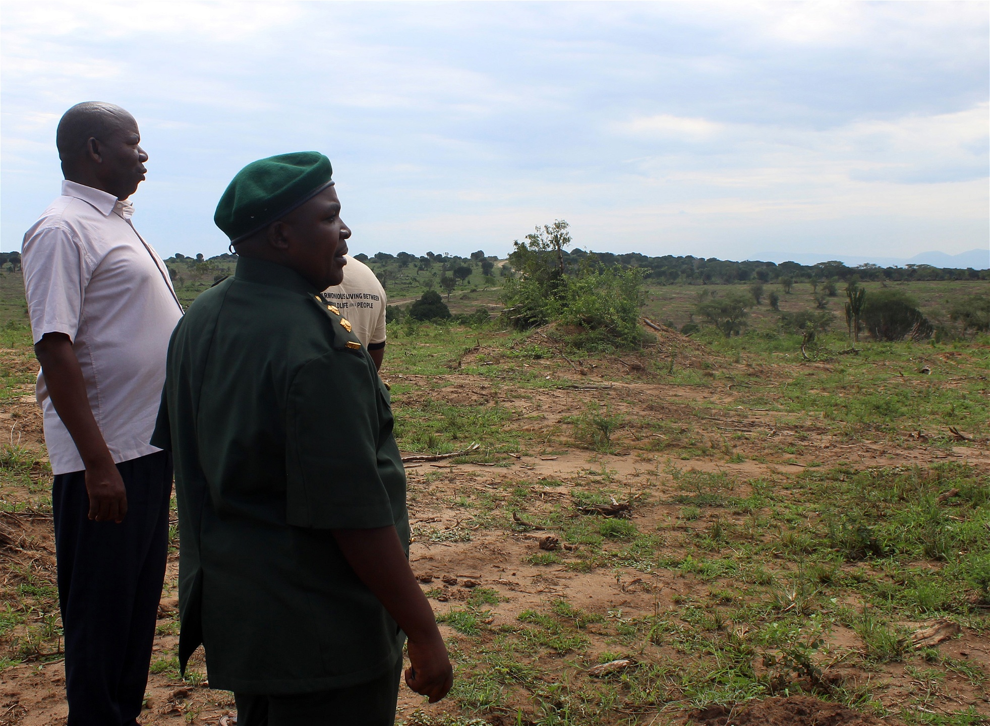 Ugandas naturskyddsmyndighet arbetar med att återställa områden i Drottning Elizabeths nationalpark. Omkring sexhundra hektar har rensats från buskar som hotar djurlivet i parken.