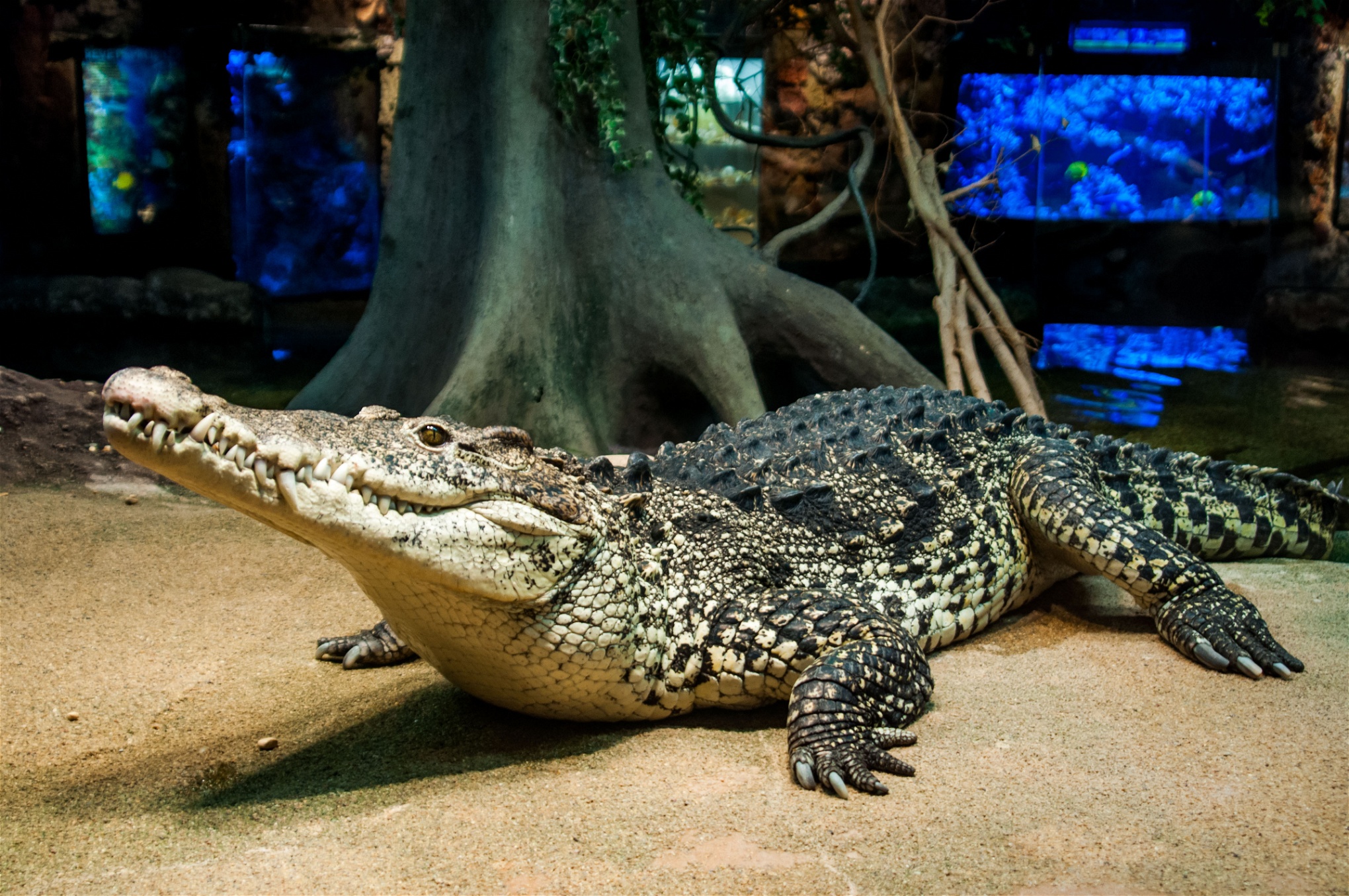 En av de två krokodilerna i Yonovas badkar, nu skänkta via Moskvas zoo till Skansenakvariet i Stockholm.