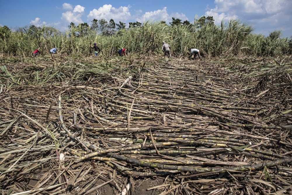 Foto: Jesper KlemedssonMännen hugger sig fram genom sockerrörsfälten i utkanten av byn Prosantolan på ön Negros. Arbetarna får inte gå med i facket eftersom de arbetat under ett muntligt avtal med jordägaren. De tjänar 372 kronor i veckan för sex dagars arbete.