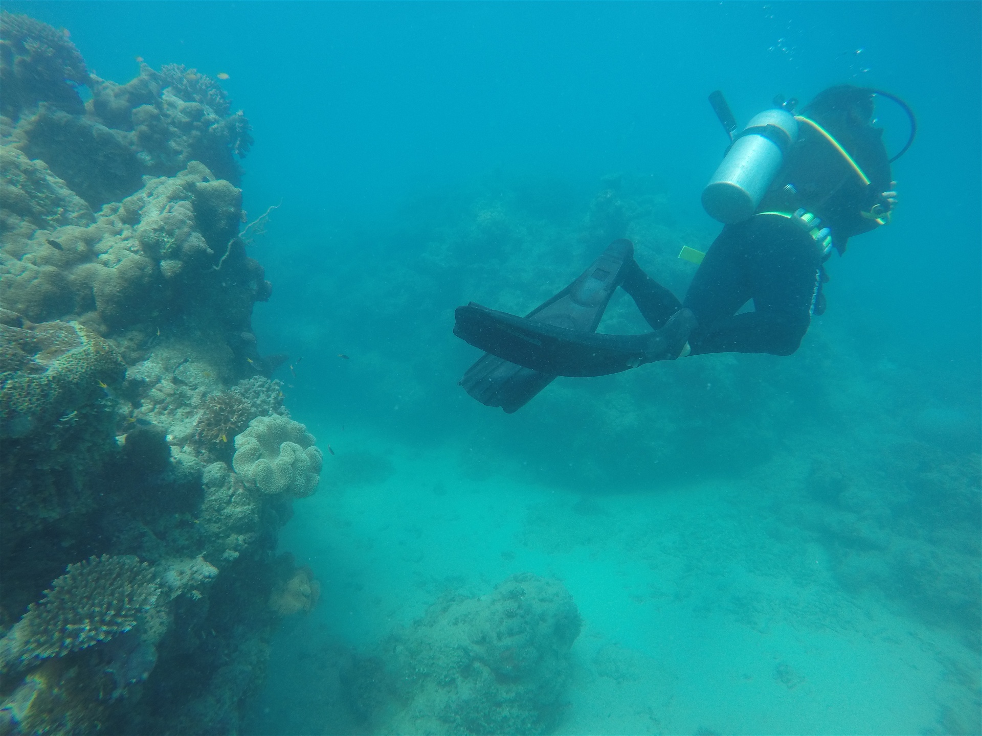 Koraller som dör i Stora barriärrevet utanför Australiens kust