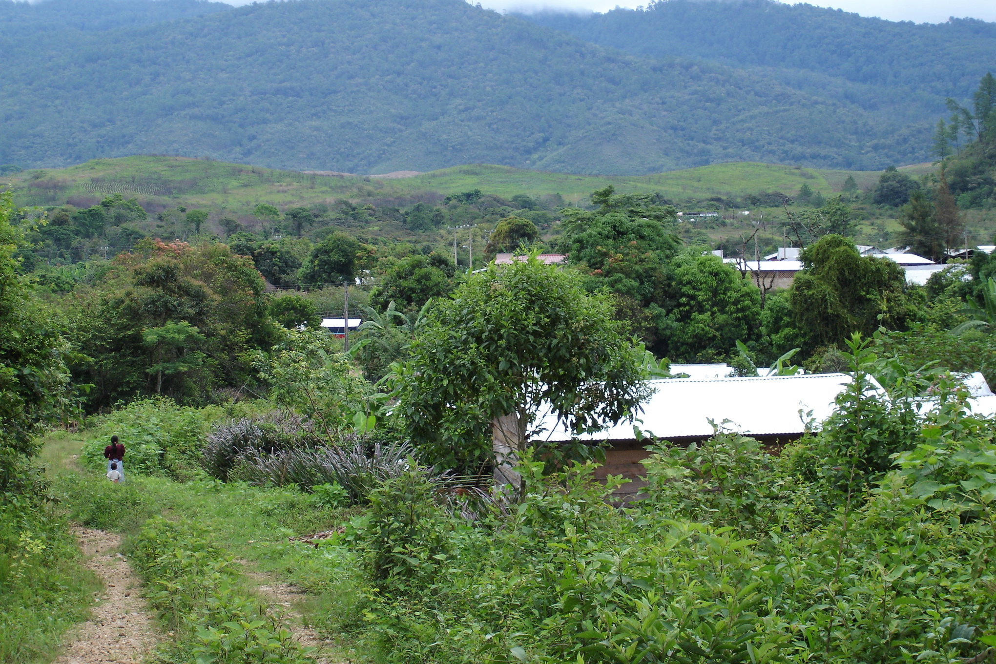 Grönskande bergsmiljö i Chiapas, Mexiko. 