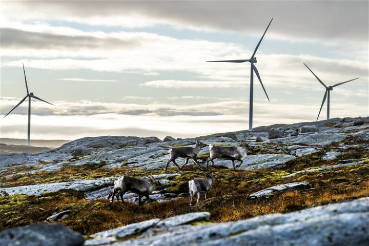 Fyra renar på bete i en vindpark i Sápmi.