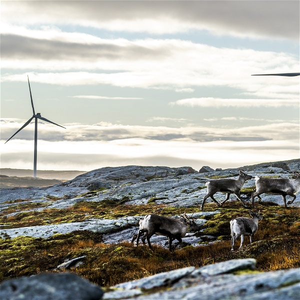 Fyra renar på bete i en vindpark i Sápmi.