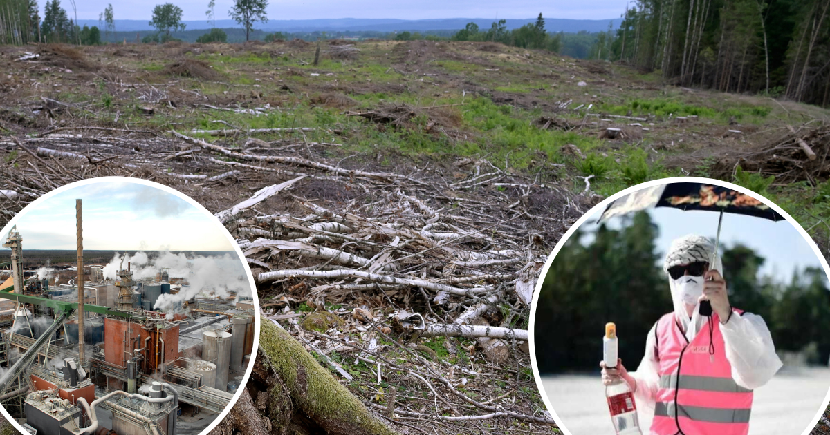 I helgen samlas klimataktivister från hela Sverige i Gävle för att protestera mot skogsindustrin