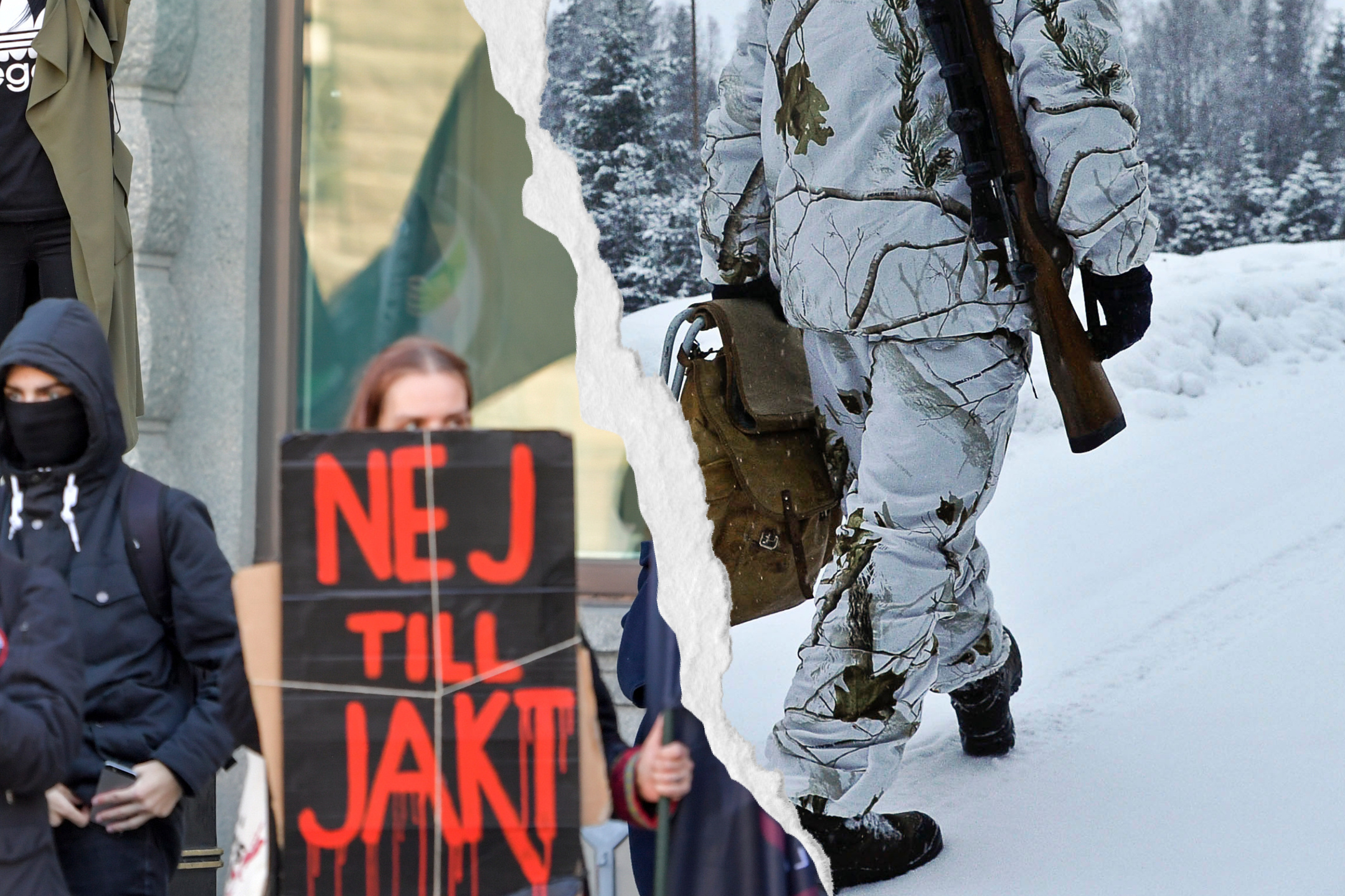 Förvaltningsrätten stoppar all vargjakt