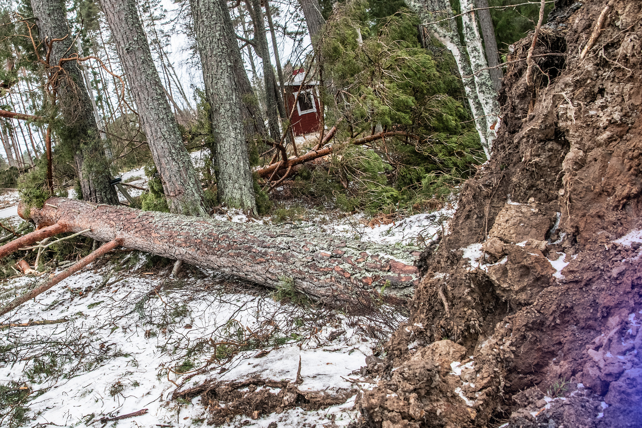 Man död under skogsarbete i Ulricehamn