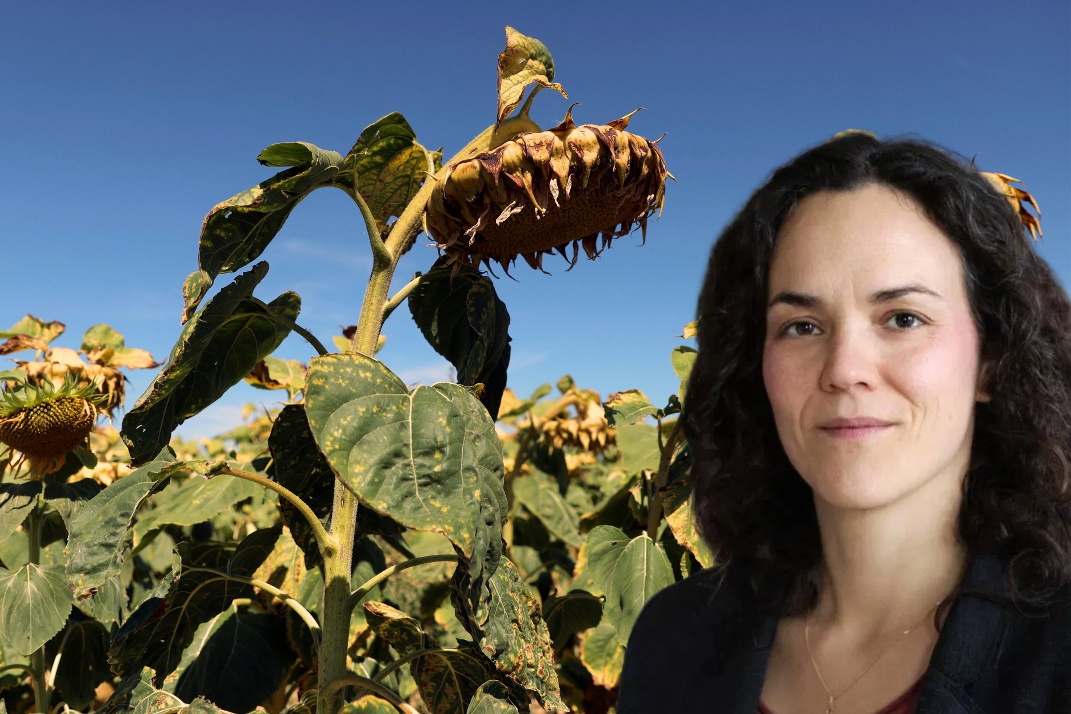 Alexandra Urisman Otto om El Nino, värmeböljan, klimatförändringar.