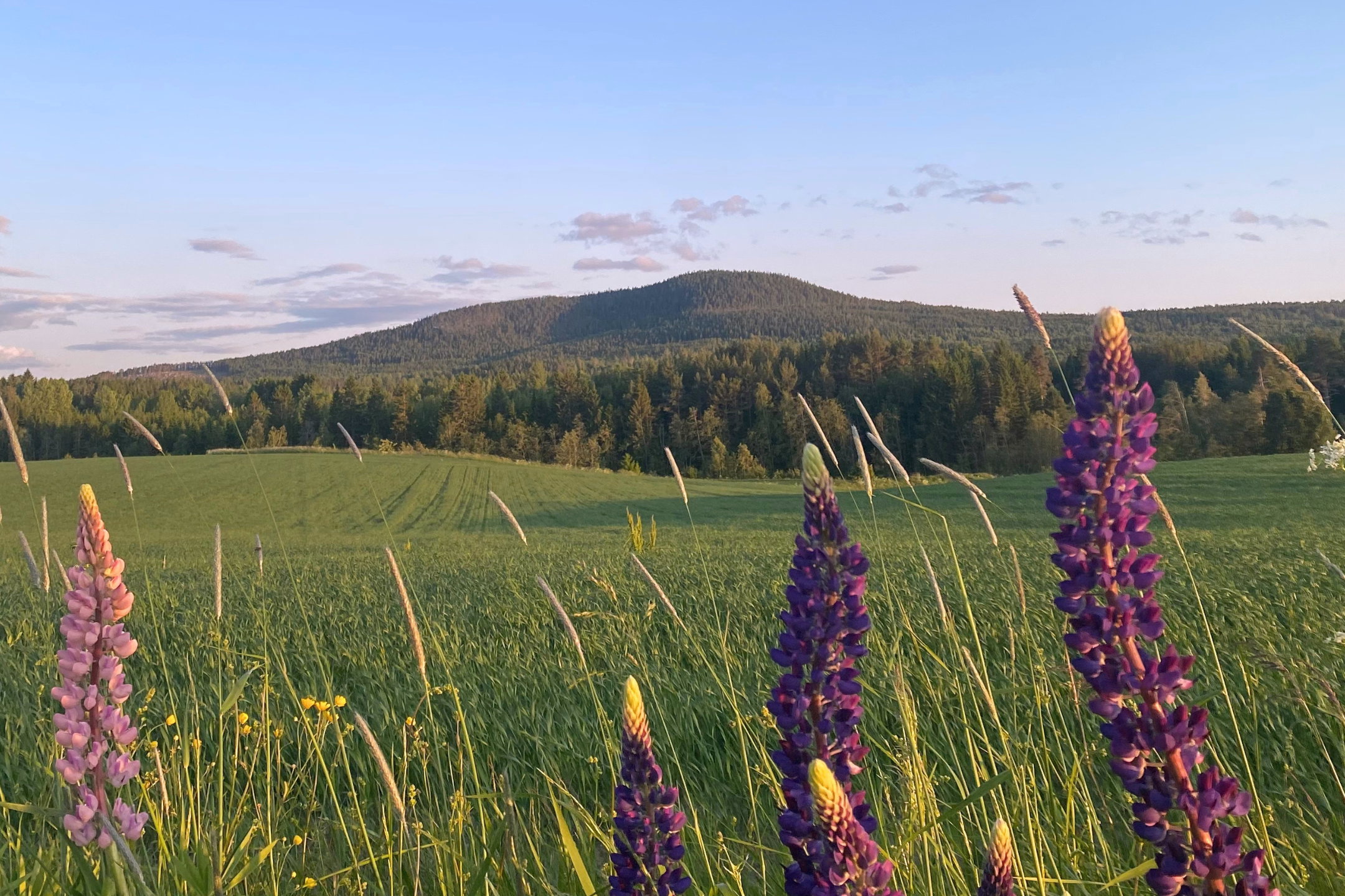 Svågadalen