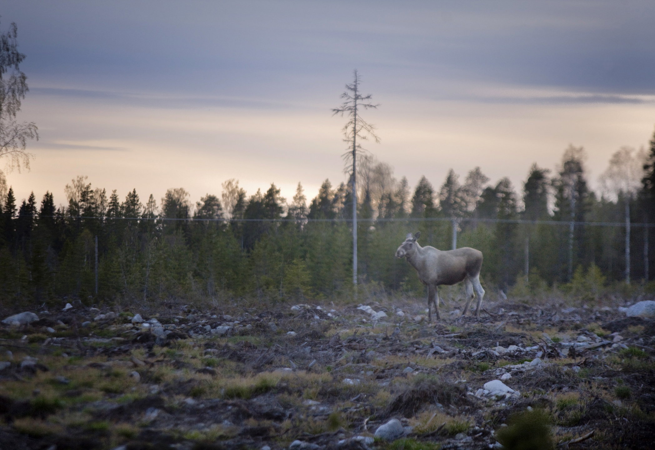 Älg på ett kalhygge